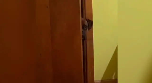 El perrito ha conmovido a todos en TikTok
