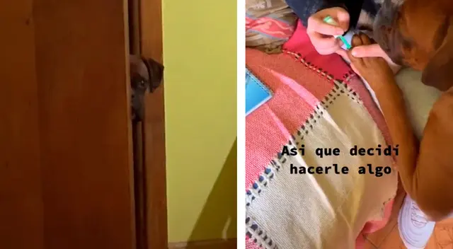 La dueña no pudo resistirse ante la insistencia del can