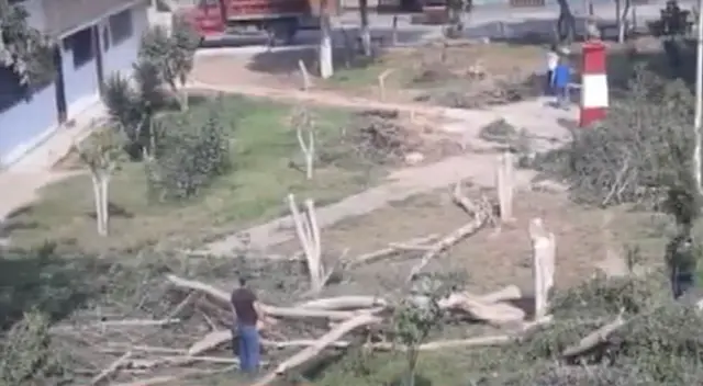 Los vecinos del parque José Quiñones denunciaron la tala de seis árboles. Los vecinos del parque José Quiñones denunciaron la tala de seis árboles.