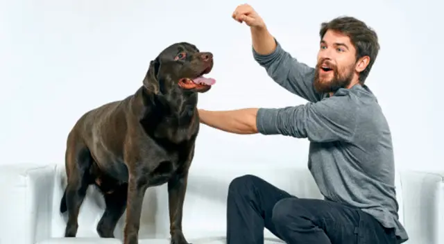 En TikTok, una joven quedó sorprendida al ver como su hermano y su cachorro se robaron el show de su reto viral en redes sociales.