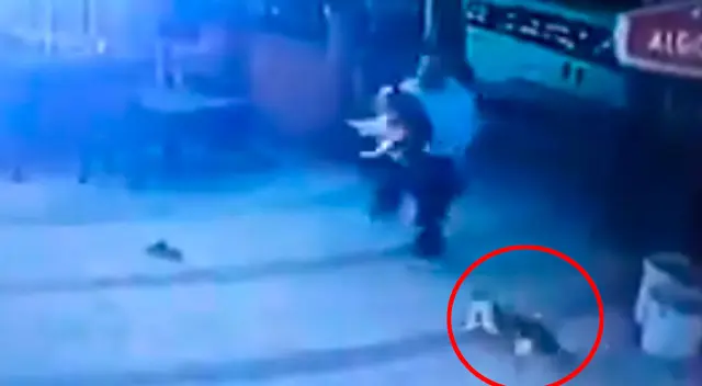 Gato ataca a un hombre y su perro cuando ingresaron a una tienda Gato ataca a un hombre y su perro cuando ingresaron a una tienda