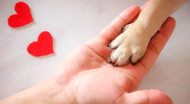 ¡Qué tal sorpresa! Una jovencita se quedó impresionada al ver que su hermano y su mascota le robaron el show al querer hacer un reto viral de baile en TikTok.