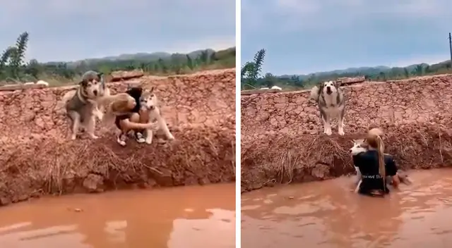 El perro más travieso causó furor en TikTok El perro más travieso causó furor en TikTok