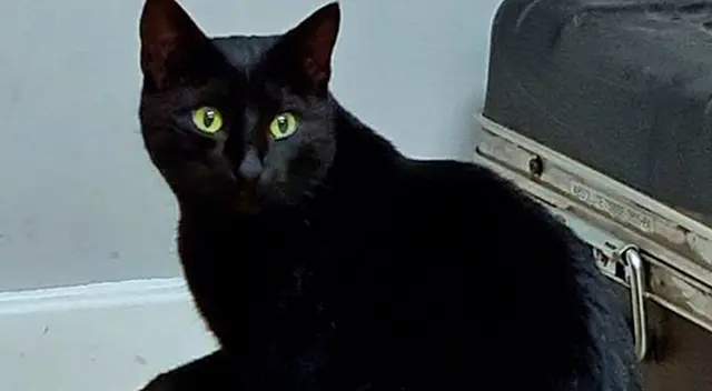 El gatito se había perdido hace dos años. El gatito se había perdido hace dos años.