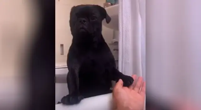 El perro acompaña a su dueña en la ducha para consolarla