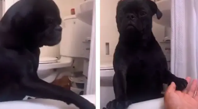 El perro acompaña a su dueña en la ducha para consolarla