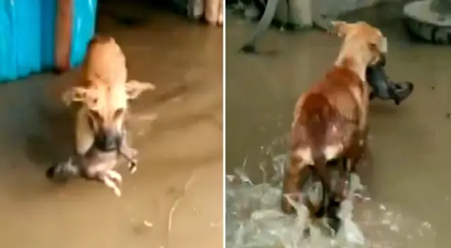 El clip cuenta con miles de reproducciones en Facebook.