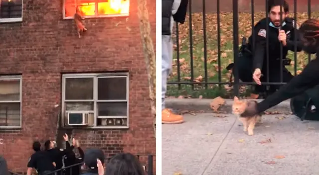 Gatito salta de un edificio en llamas para salvar su vida Gatito salta de un edificio en llamas para salvar su vida