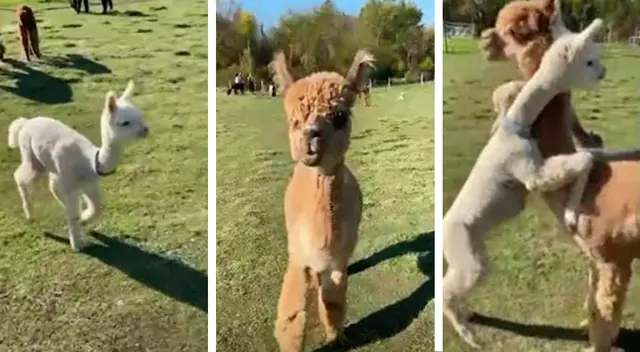El tierno momento en el que una alpaca bebé abraza a su madre El tierno momento en el que una alpaca bebé abraza a su madre