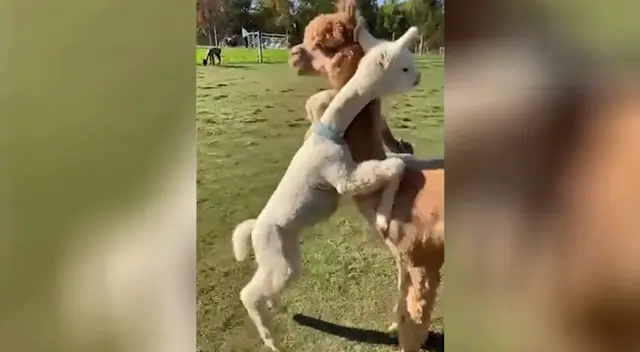 El tierno momento en el que una alpaca bebé abraza a su madre El tierno momento en el que una alpaca bebé abraza a su madre