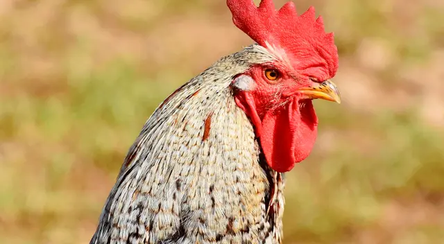 Joven y su gallo protagonizan divertido video viral en TikTok