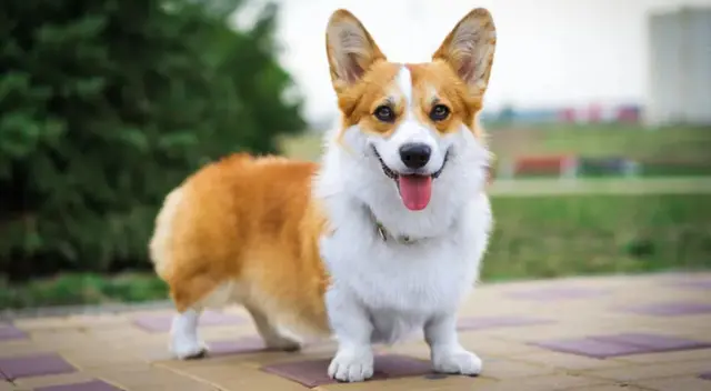 La joven no se dio cuenta de la presencia de su mascota y tropezó.