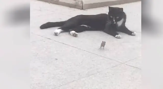 Ratón se acurruca al lado de un gato luego de que este lo persiguiera Ratón se acurruca al lado de un gato luego de que este lo persiguiera