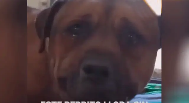 Perro llora desconsoladamente al darse cuenta que fue abandonado