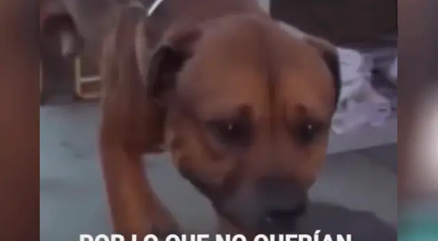 Perro llora desconsoladamente al darse cuenta que fue abandonado