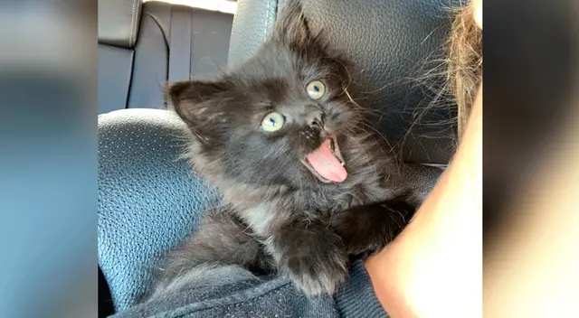 La curiosa reacción de una gatita al saber que fue adoptada La curiosa reacción de una gatita al saber que fue adoptada