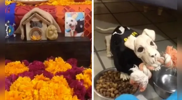 Las emotivas imágenes cautivaron a miles en las redes sociales. Las emotivas imágenes cautivaron a miles en las redes sociales.