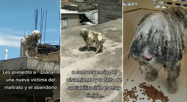 La perrita fue abandonada en el techo de una casa a medio construir.