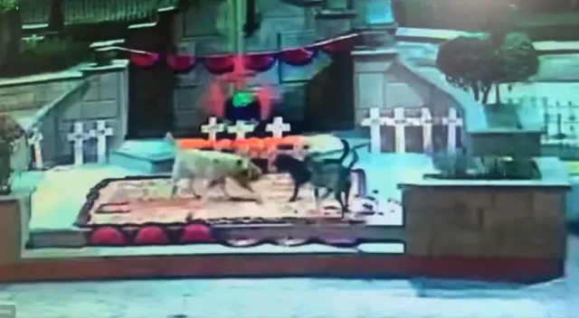 Los perros fueron captados por las cámaras de seguridad. Los perros fueron captados por las cámaras de seguridad.