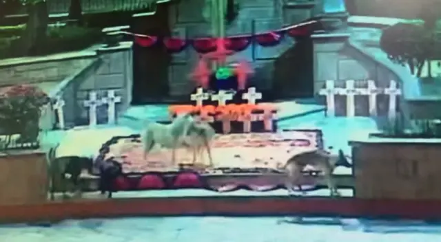 Los perros fueron captados por las cámaras de seguridad. Los perros fueron captados por las cámaras de seguridad.