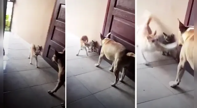 La escena causó el asombro de varios usuarios en las redes sociales.