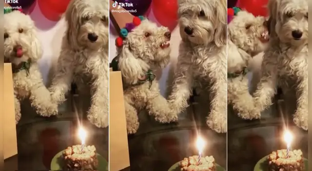 El clip cuenta con miles de reproducciones en TikTok. El clip cuenta con miles de reproducciones en TikTok.