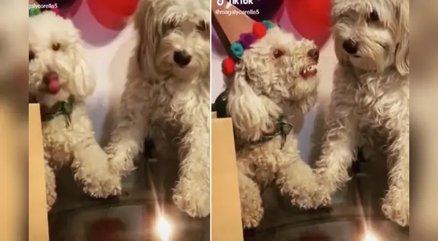 La divertida escena causó sensación en las redes sociales. La divertida escena causó sensación en las redes sociales.