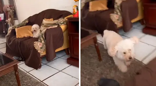 La curiosa reacción de un perro al querer ver lo que sucede en la calle