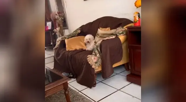 La curiosa reacción de un perro al querer ver lo que sucede en la calle