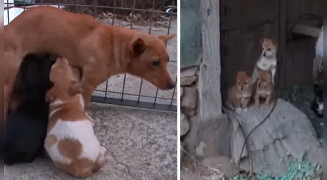 La emotiva escena se ha robado el corazón de miles de usuarios en las redes sociales. La emotiva escena se ha robado el corazón de miles de usuarios en las redes sociales.