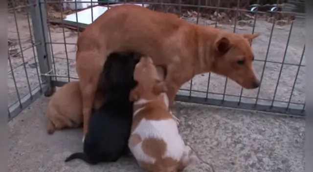 El clip cuenta con miles de reproducciones en YouTube. El clip cuenta con miles de reproducciones en YouTube.