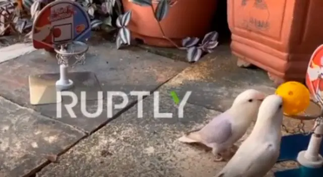 Loros aprenden a jugar distintos deportes y causan furor en las redes sociales Loros aprenden a jugar distintos deportes y causan furor en las redes sociales