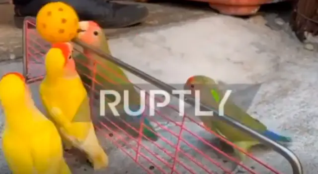 Loros aprenden a jugar distintos deportes y causan furor en las redes sociales Loros aprenden a jugar distintos deportes y causan furor en las redes sociales