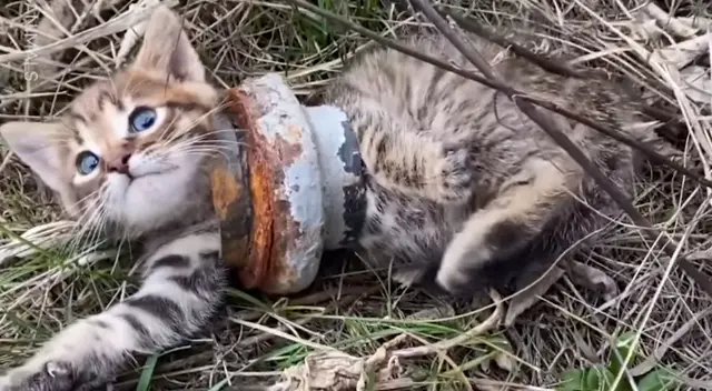 El gatito fue hallado en medio de un terreno abandonado. El gatito fue hallado en medio de un terreno abandonado.