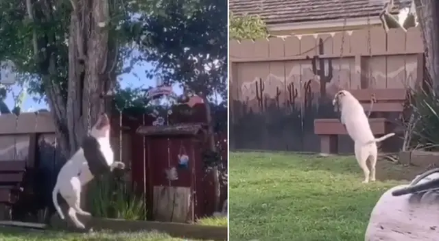 El perrito fue grabado por su dueño.