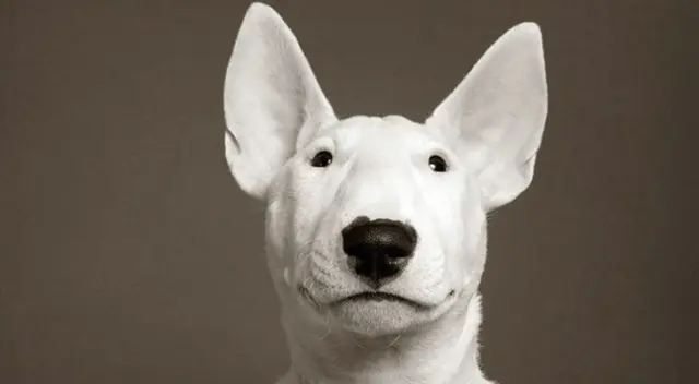 El perrito fue grabado por su dueño.