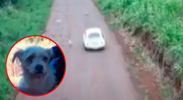 Perrita es abandonada en la carretera Perrita es abandonada en la carretera