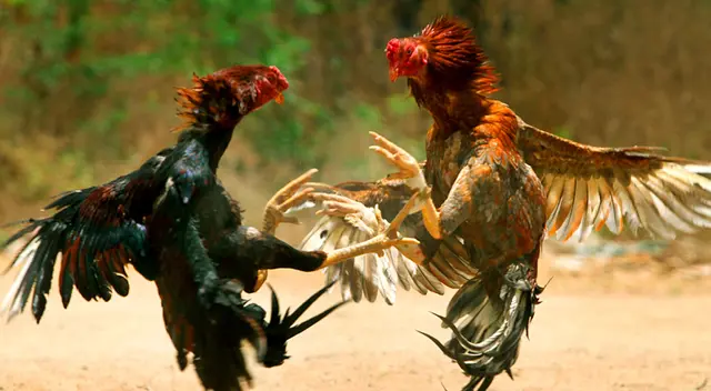 Gallo de peleas mata a un policía