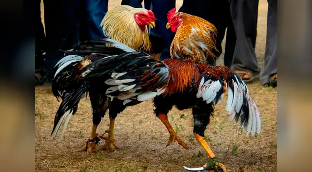 Gallo de peleas mata a un policía
