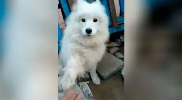 Perrito pide ayuda antes de que lo sacrifiquen en un mercado de China Perrito pide ayuda antes de que lo sacrifiquen en un mercado de China