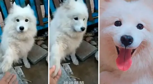 Perrito pide ayuda antes de que lo sacrifiquen en un mercado de China Perrito pide ayuda antes de que lo sacrifiquen en un mercado de China