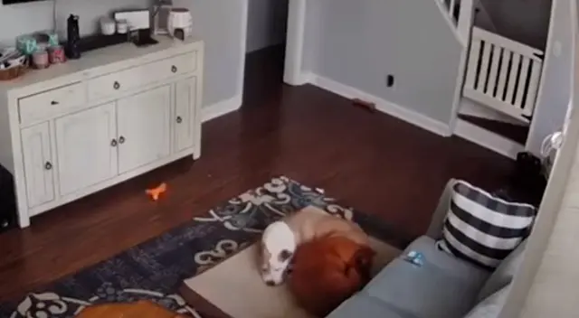 Perro cuida a su ‘hermano enfermo’ y enternece las redes sociales Perro cuida a su ‘hermano enfermo’ y enternece las redes sociales