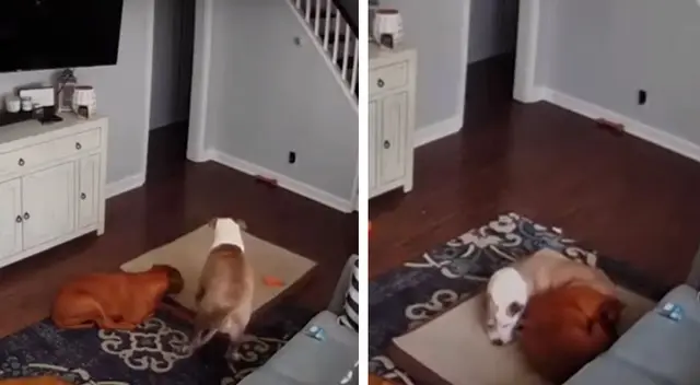 Perro cuida a su ‘hermano enfermo’ y enternece las redes sociales Perro cuida a su ‘hermano enfermo’ y enternece las redes sociales