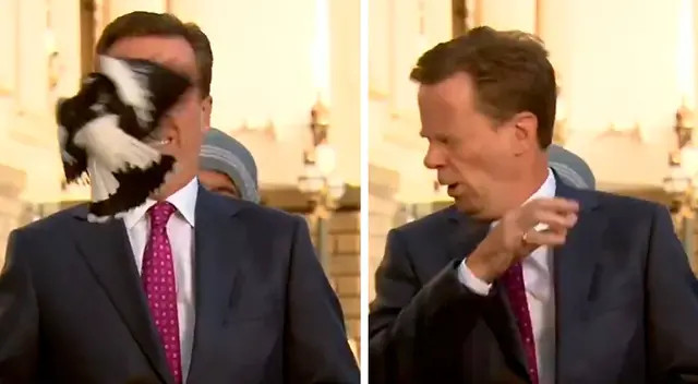 Urraca ataca a periodista antes de un enlace en vivo