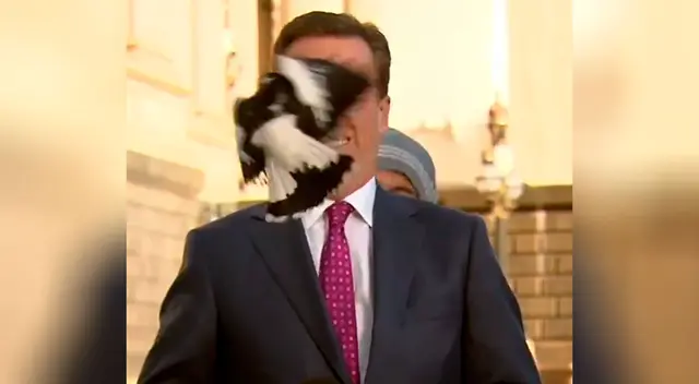 Urraca ataca a periodista antes de un enlace en vivo