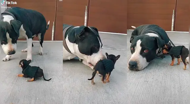 La tierna escena cautivó a los usuarios en las redes sociales.