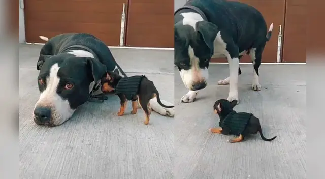 El clip cuenta con miles de reproducciones en TikTok.