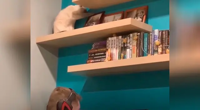 Gato intenta llamar la atención de su dueño con inusual comportamiento