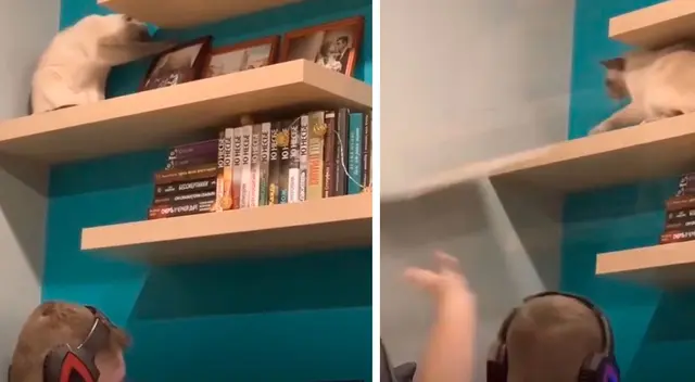 Gato intenta llamar la atención de su dueño con inusual comportamiento