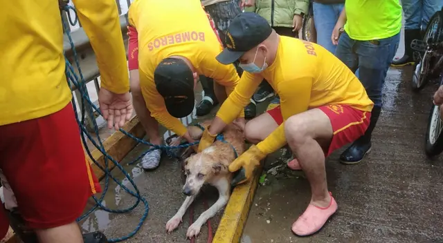 Los bomberos salieron al rescate de un indefenso perrito.